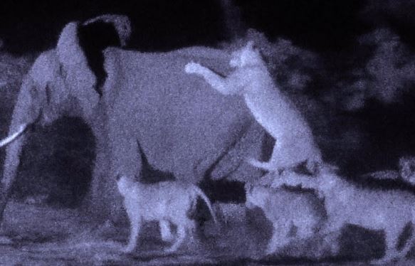 Clip: Bầy sư tử giết chết voi rừng trong đêm