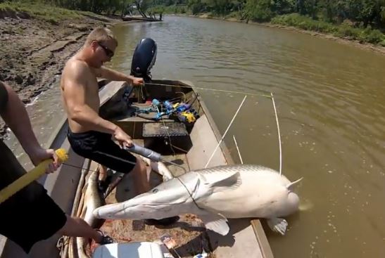 Clip: Dùng cung tên săn được cá sấu hỏa tiễn nặng gần 100kg