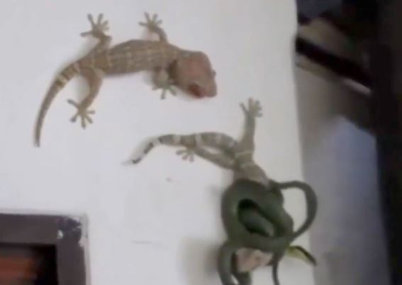 Clip: Tắc kè tấn công rắn lục để cứu bạn