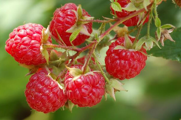 Lợi ích sức khỏe tuyệt vời của quả mâm xôi