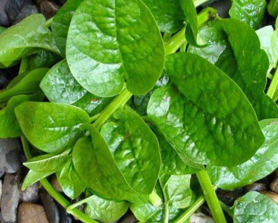 6 loại rau dù ngon đến mấy cũng chớ nhúng vào nổi lẩu kẻo có ngày sinh bệnh