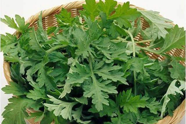 San phẳng hoàn toàn sẹo lồi chỉ với một nắm ngải cứu