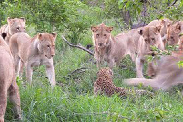Lọt vào vòng vây của 12 sư tử, báo hoa mai nhận cái kết thảm khốc