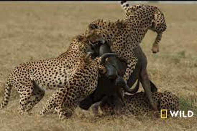 Linh dương đầu bò tử nạn khi chạm trán với 5 báo săn