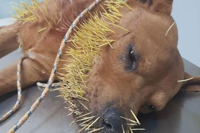 Thách đấu với nhím, chú chó 'thần sấm' thua thảm