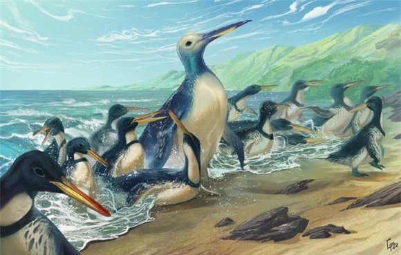 Hai “quái vật chim cánh cụt” to gấp đôi con người xuất hiện ở châu Úc - Ảnh 1.