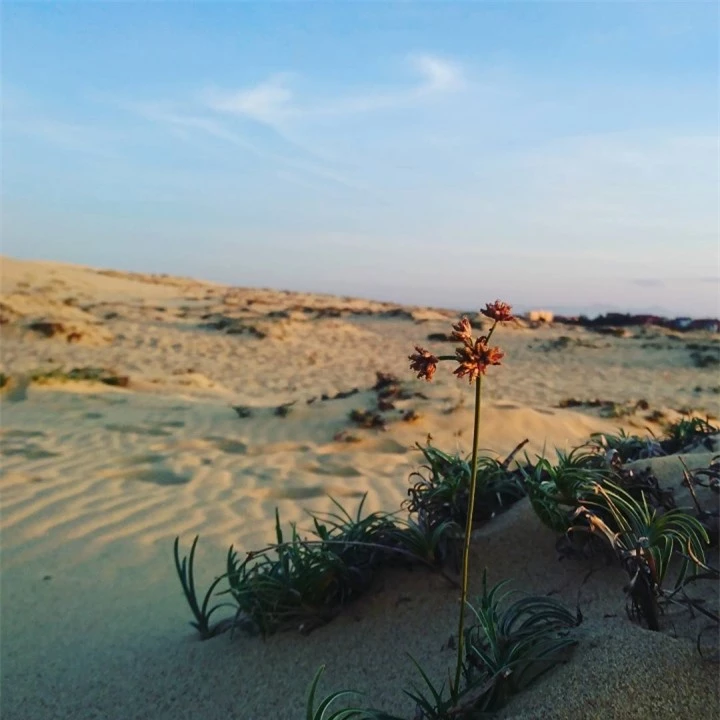 Trải nghiệm cảm giác lạc vào ‘sa mạc thu nhỏ’ với cồn cát xinh đẹp ở Quảng Bình - 4