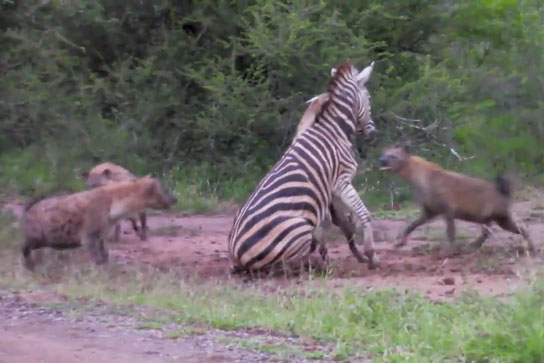 Ngựa vằn tử chiến giành sự sống trước 5 con linh cẩu đói