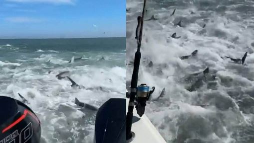 Hãi hùng cảnh hàng trăm con cá mập săn mồi giữa biển