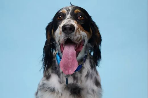 CLIP: Chú chó lưỡi dài nhất thế giới