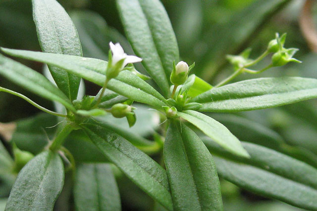 Cây lưỡi rắn có công dụng tuyệt vời với sức khỏe