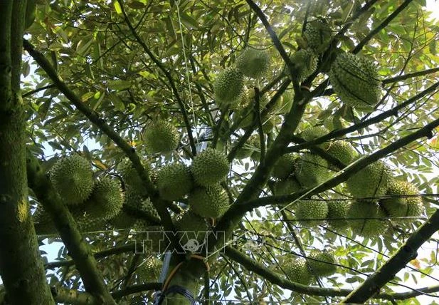 Vườn sầu riêng ở xã Mỹ Long, huyện Cao Lãnh gần đến ngày thu hoạch. Ảnh: Nhựt An/TTXVN.