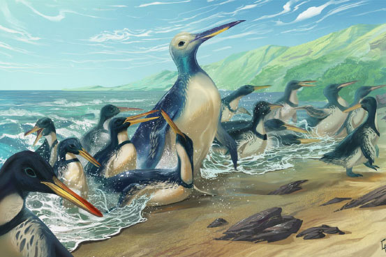 Hai “quái vật chim cánh cụt” to gấp đôi con người xuất hiện ở châu Úc