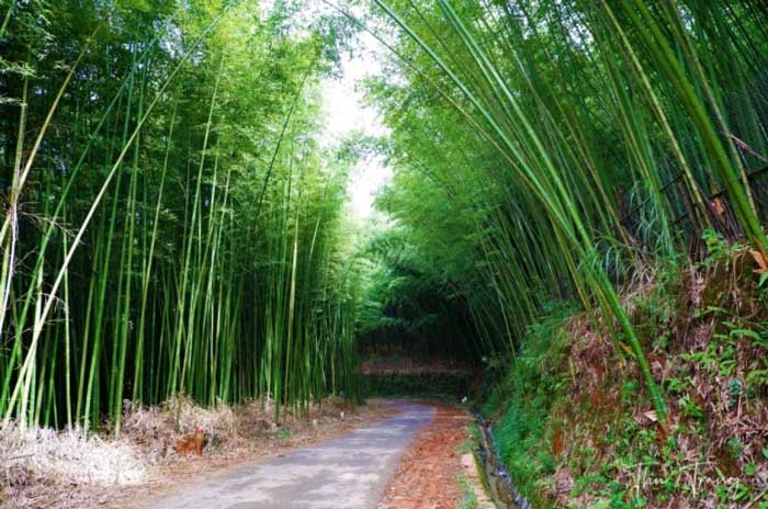 Thỏa sức bỏ túi ảnh đẹp với những rừng trúc đầy mê hoặc ít người biết ở Cao Bằng