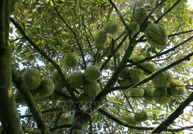 Sầu riêng mang kì vọng cho xuất khẩu trái cây Việt Nam