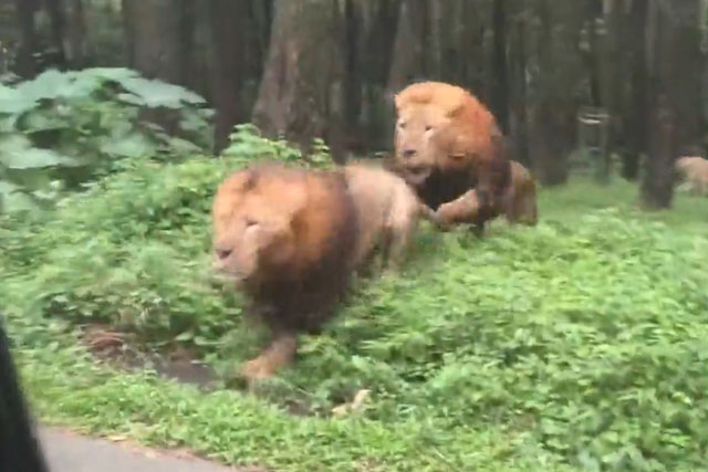 Tranh 'ngôi vương’, sư tử lao vào ô tô chở du khách ở Indonesia