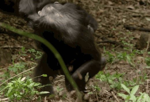 Tinh tinh tử nạn sau cuộc ác chiến kinh hoàng giành quyền giao phối