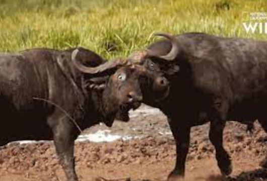 Cuộc chiến giành bạn tình cực kỳ căng thẳng của hai chú trâu rừng