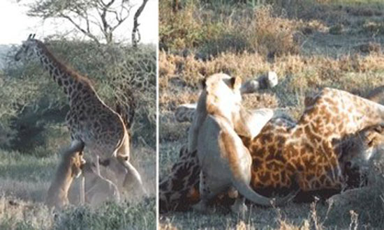 Kế hoạch săn mồi tuyệt đỉnh giúp bầy sư tử 'hạ sát' hươu cao cổ