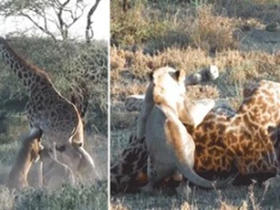 Kế hoạch săn mồi tuyệt đỉnh giúp bầy sư tử 'hạ sát' hươu cao cổ