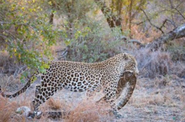 Clip: Báo hoa mai giết trăn khổng lồ chỉ bằng 1 tuyệt chiêu