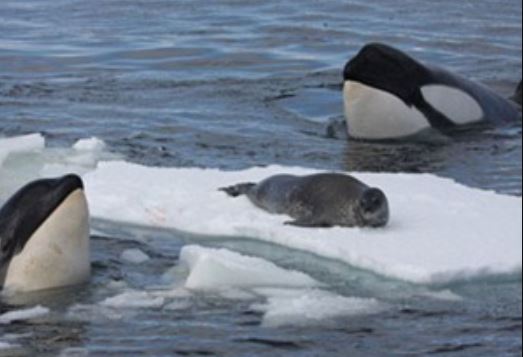 Clip: Bầy cá voi sát thủ bất lực trước chú hải cẩu thông minh