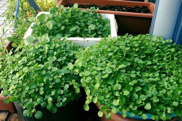 6 loại rau cực tốt nên ăn trong mọi bữa: Có loại người Việt coi bẩn nhất nhưng người Mỹ ca ngợi hết lời