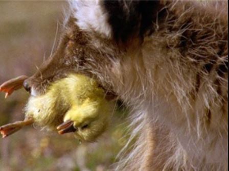 Clip: Cáo Bắc Cực tàn sát bầy ngỗng tuyết