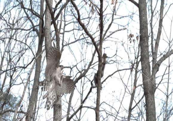 Ngỡ ngàng pha săn mồi tuyệt đỉnh của diều hâu, tóm gọn sóc trong một nốt nhạc