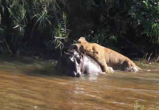 Clip: Sư tử cái truy sát hà mã dưới nước