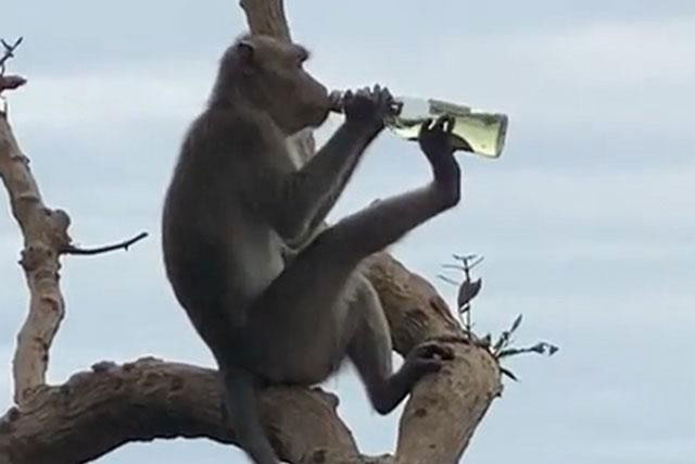 Khám phá Top 5 ‘tiên tửu’ trong thế giới động vật hoang dã