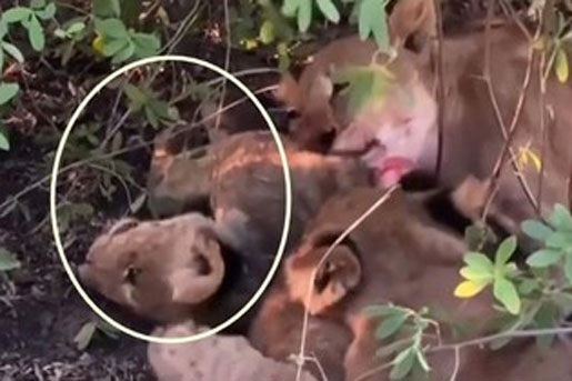 Rợn người cảnh sư tử mẹ ăn thịt con mình để tồn tại