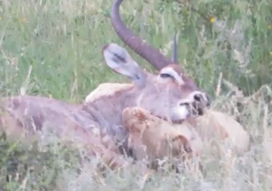 Clip: Sư tử tóm gọn linh dương trong “một nốt nhạc”