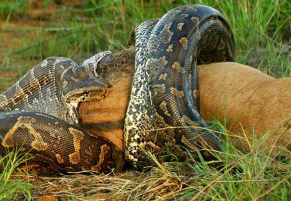 Clip: Trăn khổng lồ nuốt chửng bò con