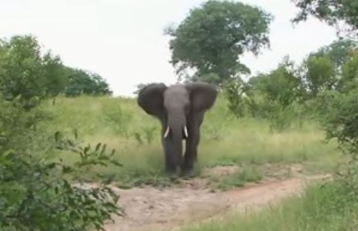 Clip: Voi cứu báo hoa mai thoát khỏi nanh vuốt bầy linh cẩu