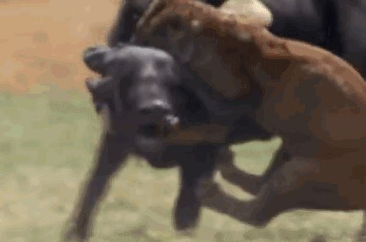 Vượt qua sợ hãi, sư tử đoạt mạng trâu rừng kịch tính