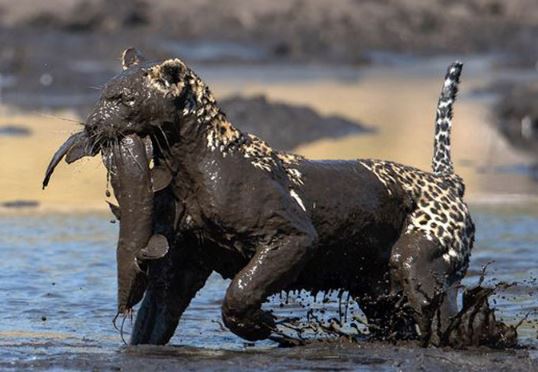 Clip: Báo đốm "hóa quỷ" khi xuống hồ bắt cá trê