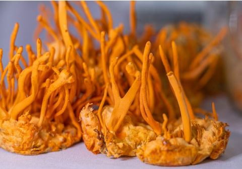 Ai nên dùng đông trùng hạ thảo?