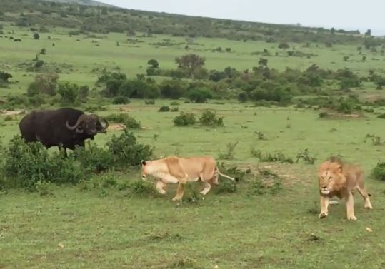 Clip: Trâu rừng đuổi 4 con sư tử chạy “té khói”