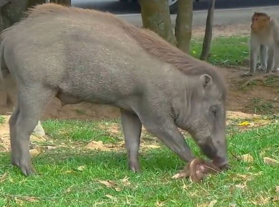 Clip: Kinh hoàng cảnh cảnh heo rừng sát hại khỉ con