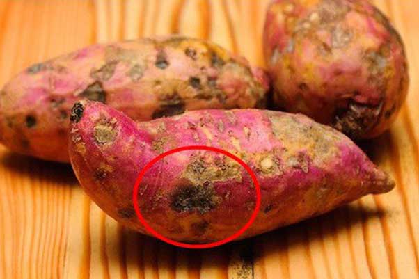 Thấy khoai lang có dấu hiệu này hãy vứt bỏ ngay lập lức, tiếc của mà ăn là rước độc hại thân