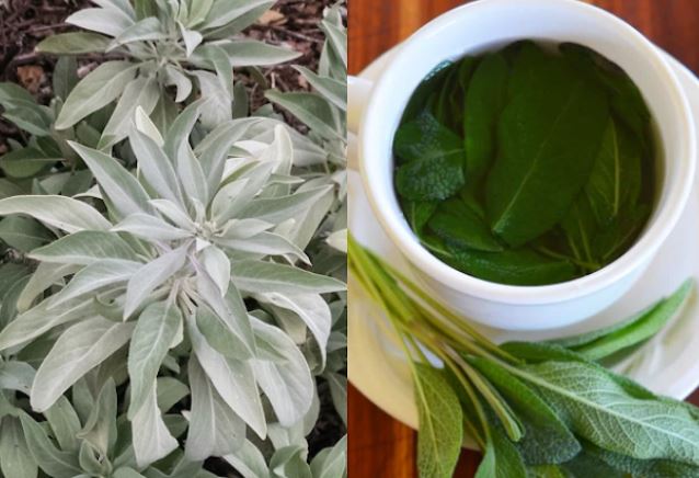 4 loại lá càng dùng cơ thể càng thơm ngát: Cần gì nước hoa vẫn diệt mùi hiệu quả