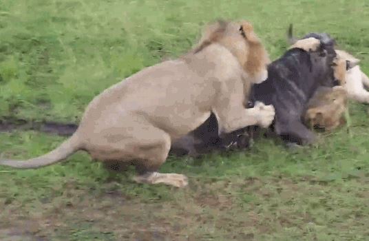 ‘Mệt bở hơi tai’ mới bắt được linh dương đầu bò, nhưng linh cẩu vẫn ngậm ngùi nhìn sư tử cướp mồi