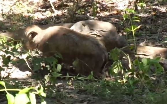 Clip: Trâu bị rồng Komodo sát hại