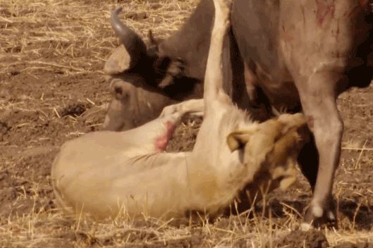 Giữa trưa nắng cháy săn trâu ‘khủng’, bầy sư tử nhận cái kết đắng