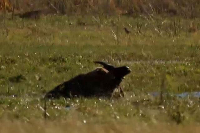 Màn ‘thủy chiến’ kịch liệt với trâu rừng đánh dấu sự trưởng thành của sư tử cái