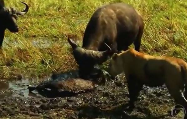 Clip: Trâu rừng thoát chết khó tin khi bị sư tử cắn cổ