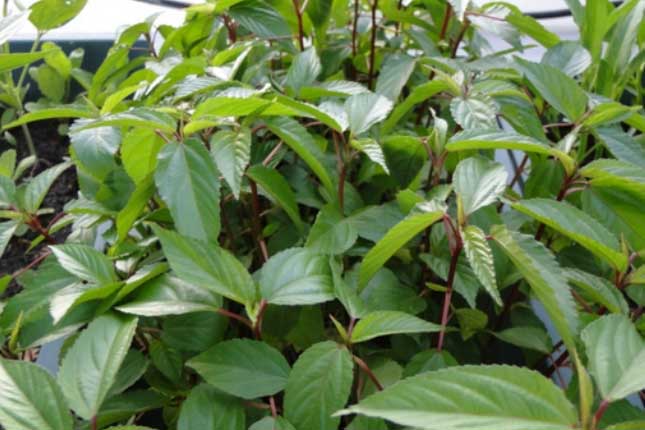 Loại rau giá rẻ bèo được bán đầy chợ, từ lá đến hạt trị được "bách bệnh"