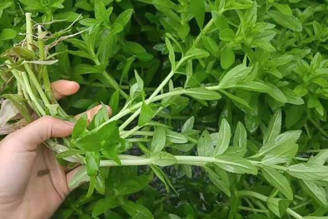 Loại rau tưởng chỉ làm gia vị không ngờ lại trị được nhiều bệnh "nan y", không biết là phí cả đời