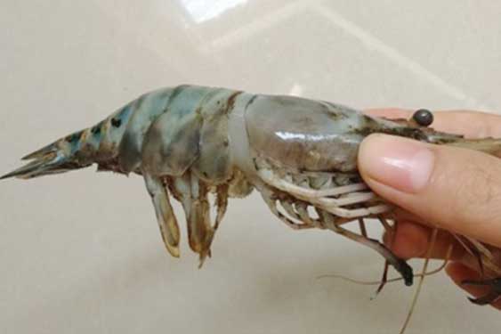 Đi chợ muốn mua tôm tươi cứ nhìn vào điểm này, đảm bảo 10 con ngon cả 10